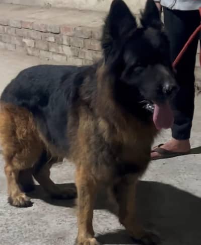 german shepherd stud k liya hai sale k liya nai hai