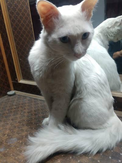 TURKISH ANGORA CROSS BREED