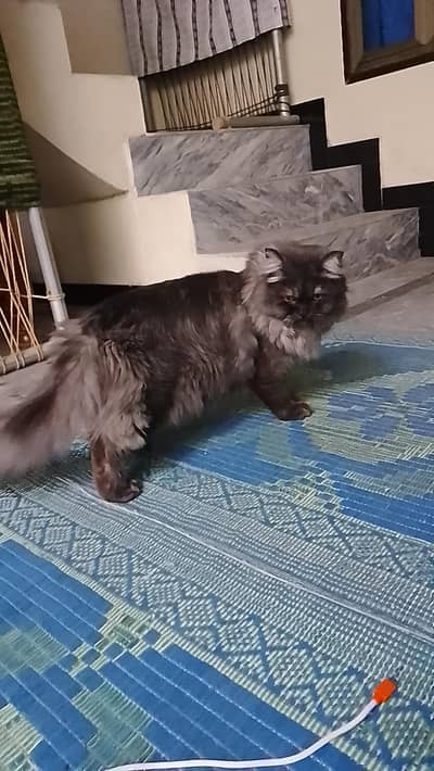 Persian punch face cat Triple coated (Male)