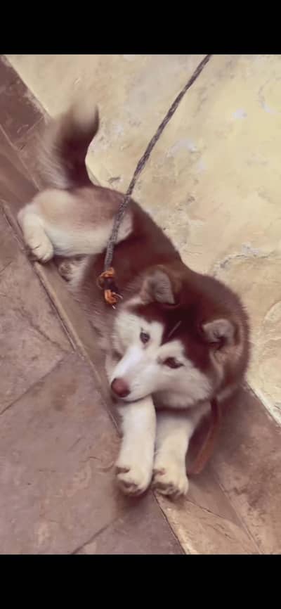 SIBARIN HUSKY PUPPY WOLLY COAT 4mon