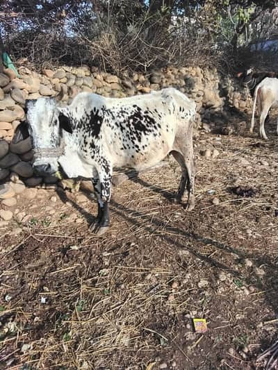 Female Cow with 5-Month-Old Calf for Sale