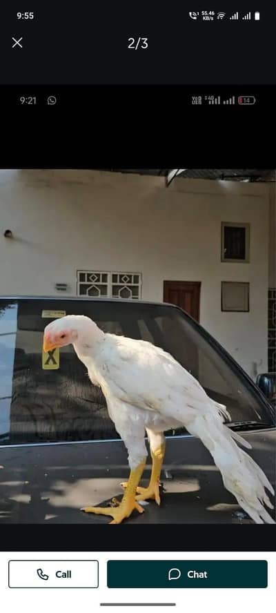 arrot big murga age 3 month for sale 03468444939