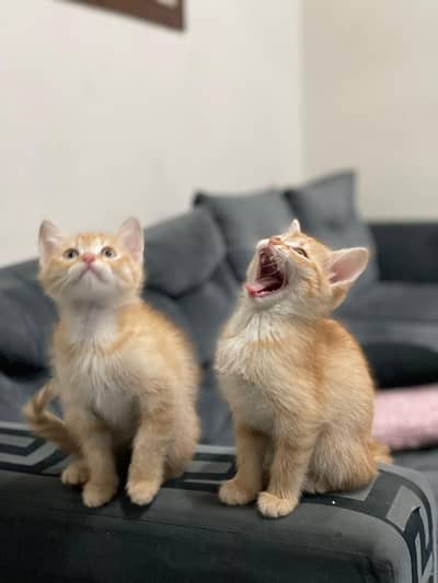 2 Kittens for sale ( 2 Months )