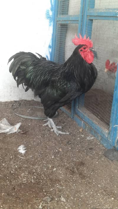 Pure Astralop F1 male pure quality male for breeding