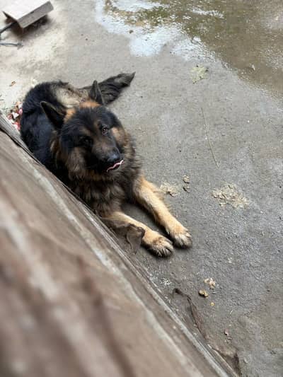 Buy german shepherd with very good price.