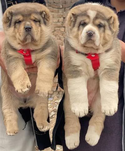 alabai dog | king alabai |alabai puppies |alabai for sale in pakistan