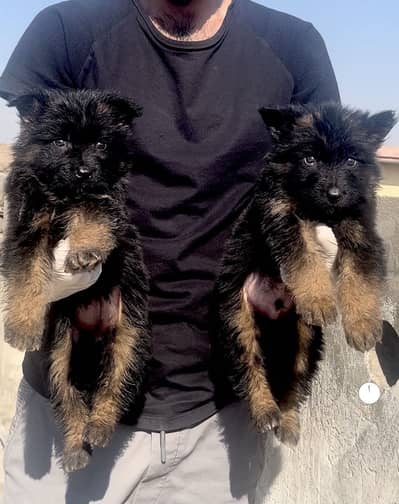 german shepherd puppies for sale