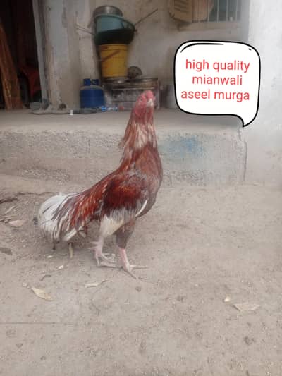 aseel murga /aseel murgi// misri hen /misri murga for sale