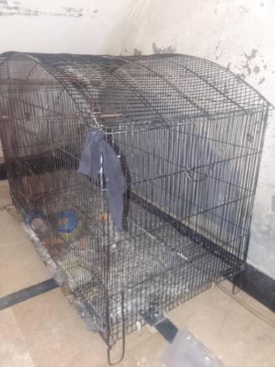 Bird  cage