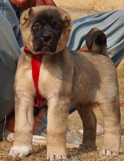 Kangal | kurdish kangal | Turkish kangal | kangal puppies | dog