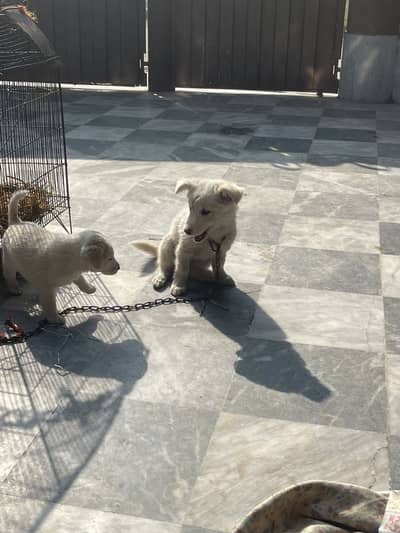 Siberian husky  puppies