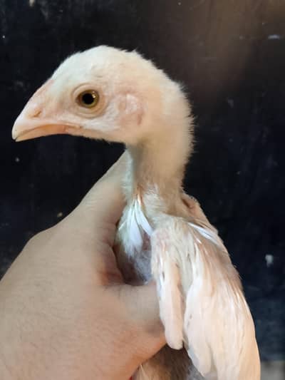 High Quality Heera Chicks