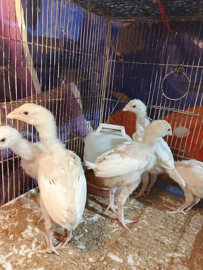 High Quality Heera Chicks