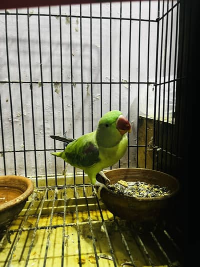 Raw talking pair with box and cage