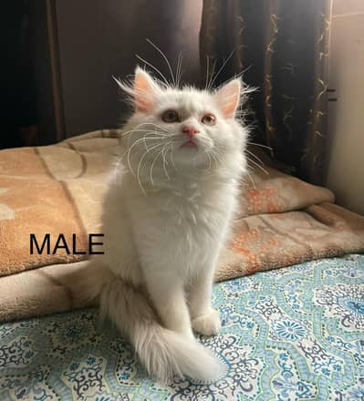 kittens healthy and very Active