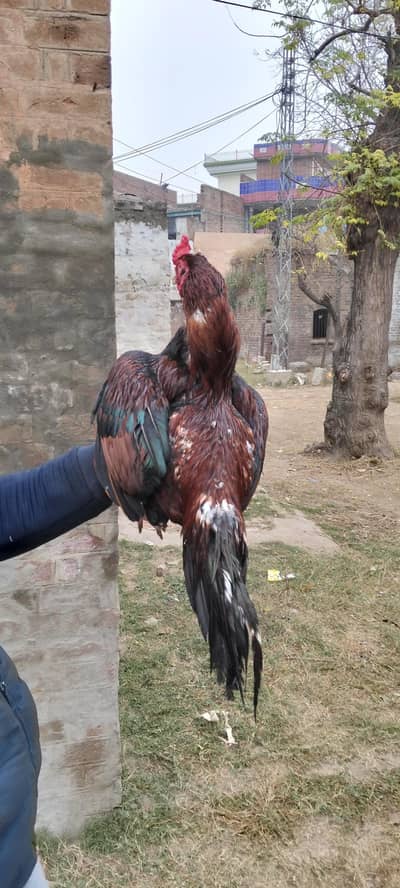 Amroha mianwali aseel