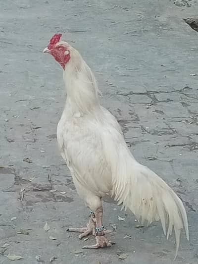 *Pure Aseel heera | golden buff hen pair /white paper heera*