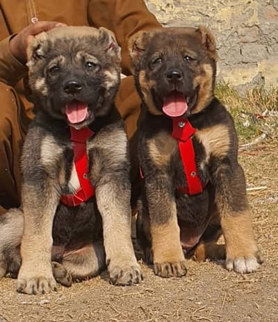 Kangal | kurdish kangal | Turkish kangal | puppies pair |kangal dog