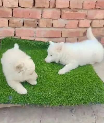 Russian puppydogforsaleonlywhatsappnumber03274272410