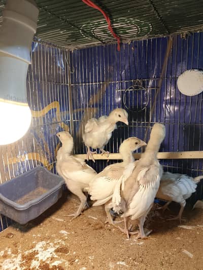 High Quality Heera Chicks