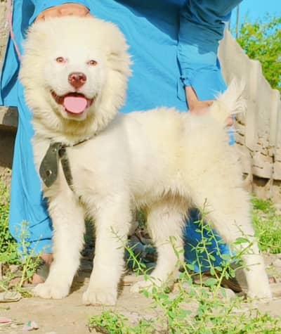 King alabai Central Asian Shepherd puppies pair | white alabai puppy