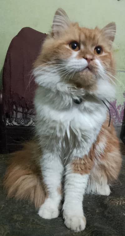Persian cat male for matting