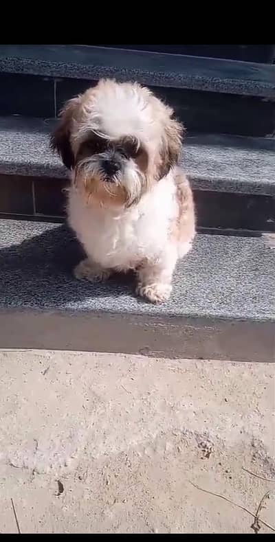 Shitzu male available