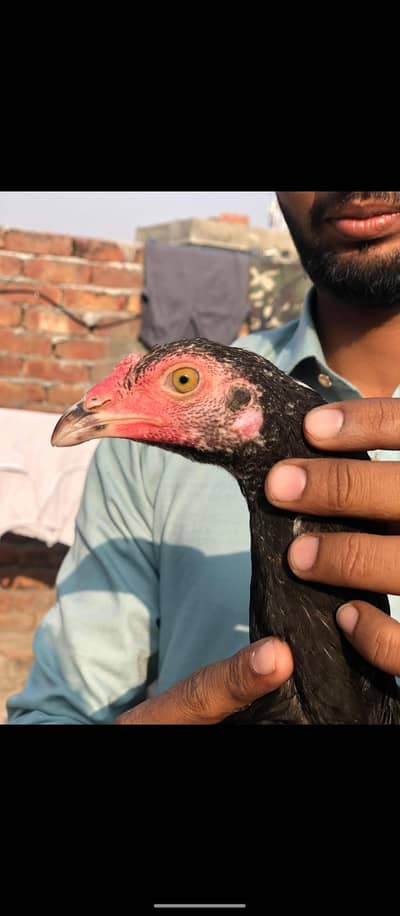 Mail thai cross or female heera paper whait