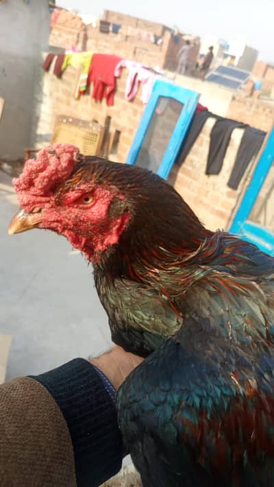 aseel murga murgi pair for sale