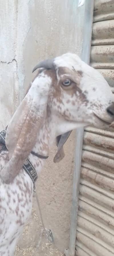 Gabban bakri makhi china 1 ma 8 din