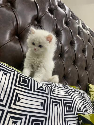 Pesian kitten Pair Available.  . Triple coated. punch face
