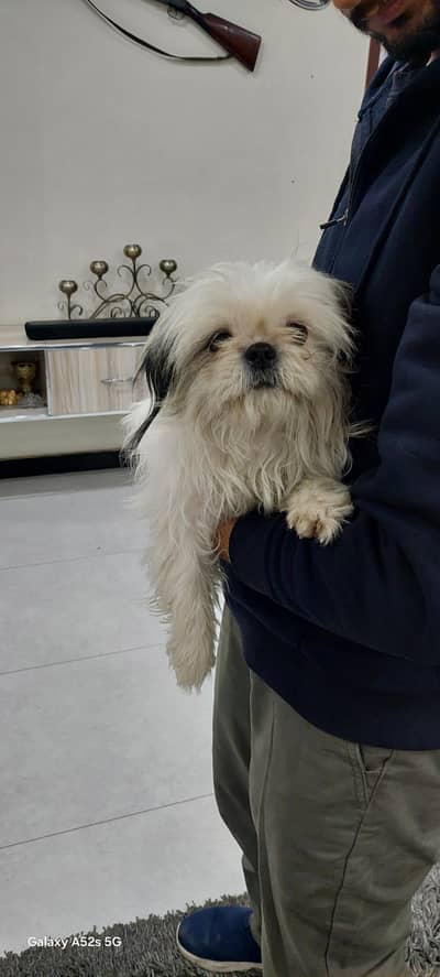 Top Quality  Shihtzu Vaccinated