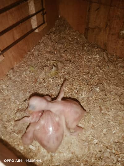 parrots chicks