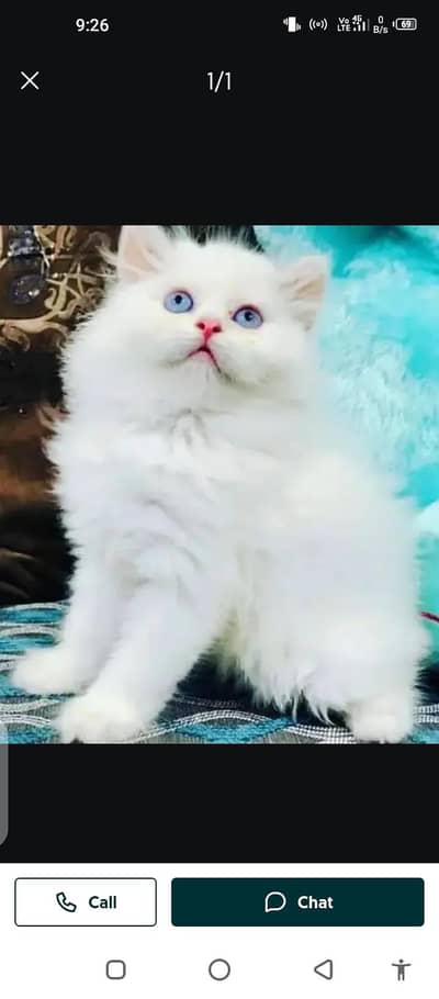 Persian cat for sale male or femalemy WhatsApp number 03297552620