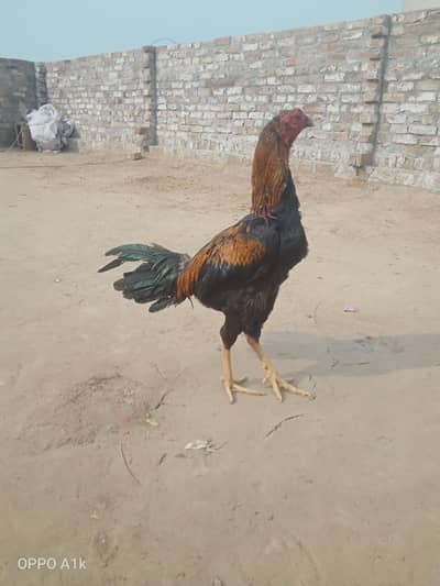 Lakha asee . hard hiter