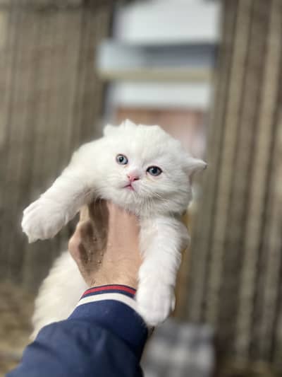 Persian kitten