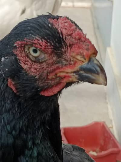 PURE ASEEL MIANWALI BLACK HEN