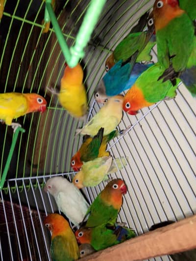 love birds high quality diffrent colour active pice low price