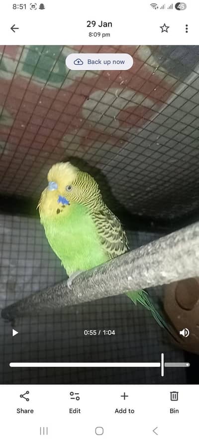 3 King size Budgies pairs are available for sale in Badami Bagh La