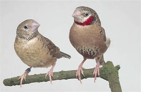 Cutthroat finch breeder and fertile split albino male available.