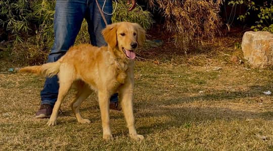 Golden retriever female puppy available
