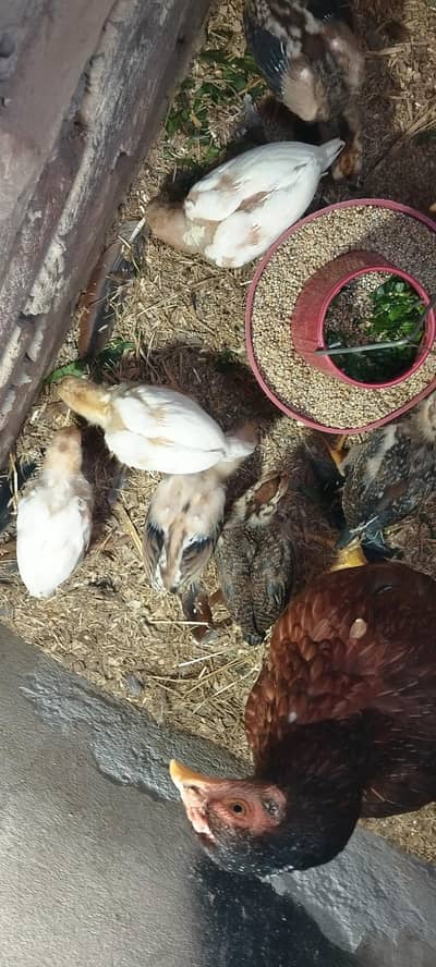 Aseel chicks and pair  for sale