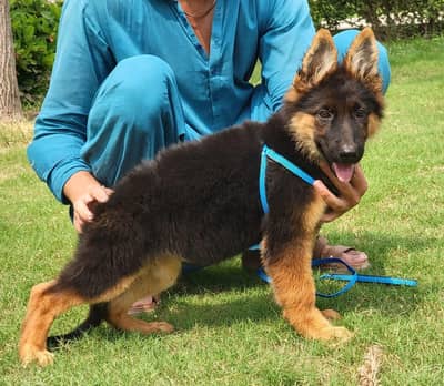 German shepherd pipes for sale 03478614132 call whatsap