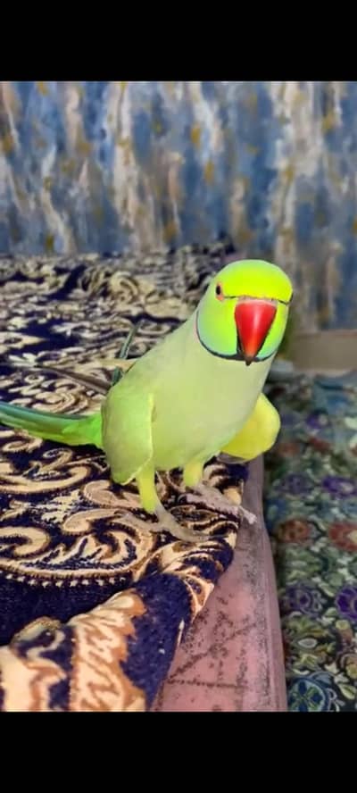 green ring nack full talking fcae to face