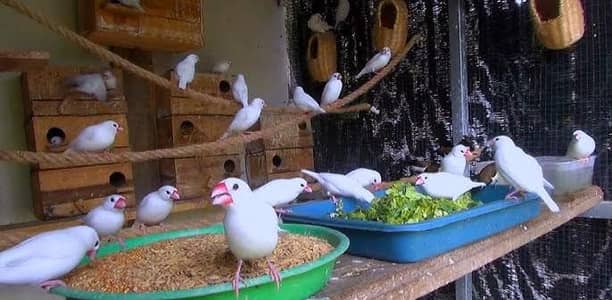 White Java Breeder Pair with Chicks 4k 03222088869