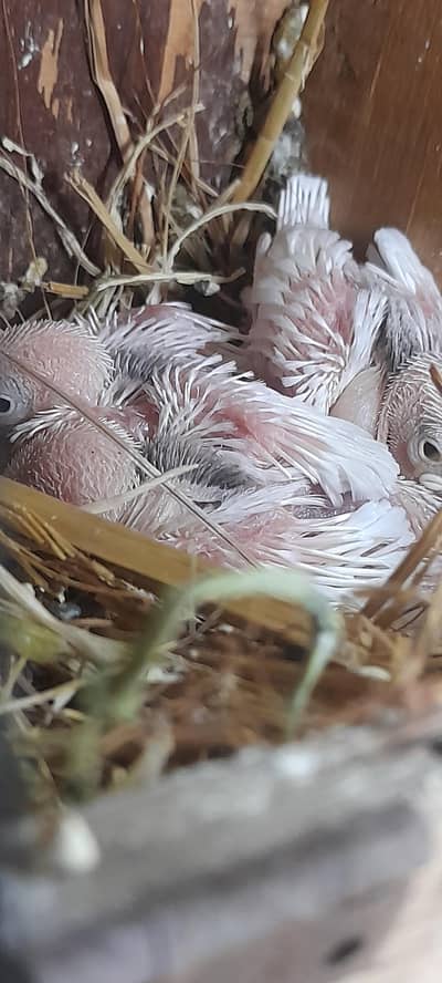 White Java Breeder Pair with Chicks 4k 03222088869