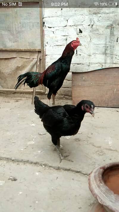 Thai vath naam male available call number 03271841140