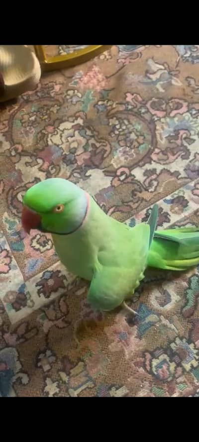 green ring nack full talking fcae to face