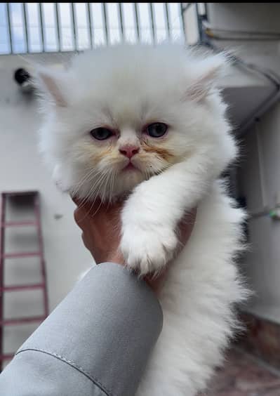 Persian Punch face kitten