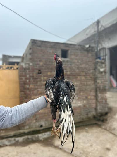 aseel thai+pakistani murga available for sale